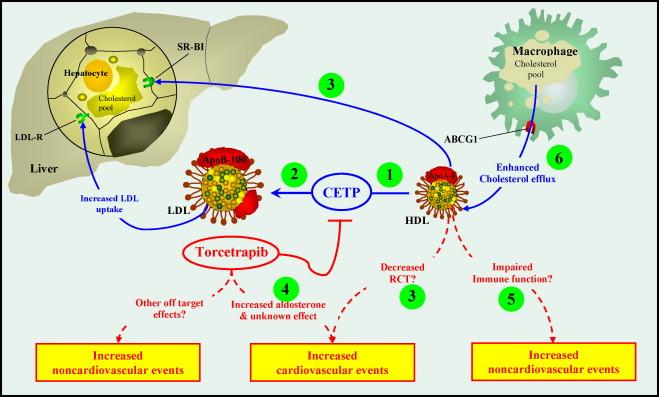 Torcetrapib nieudana próba leczenia miażdżycy stężenia HDL stężenia LDL śmiertelności (1) Torcetrapib inhibits CETP and blocks cholesteryl esters transfer from apoa-i-containing lipoprotein (HDL) to