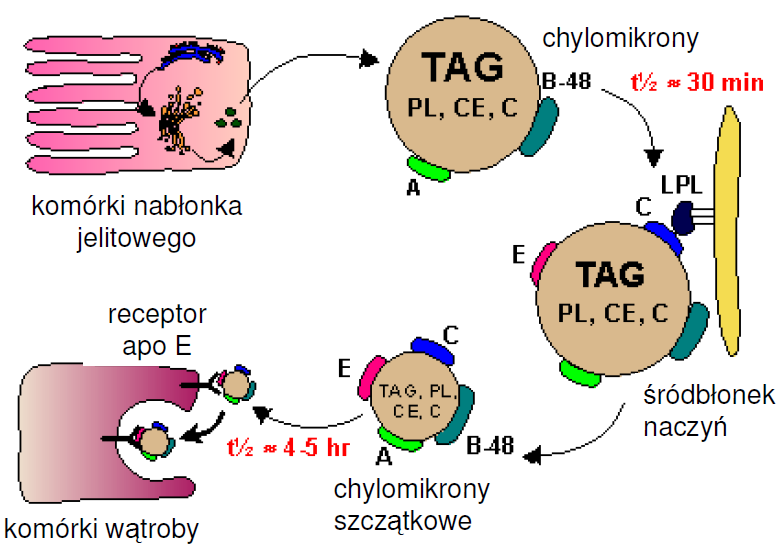 Metabolizm chylomikronów http://www.biochemia.cm-uj.