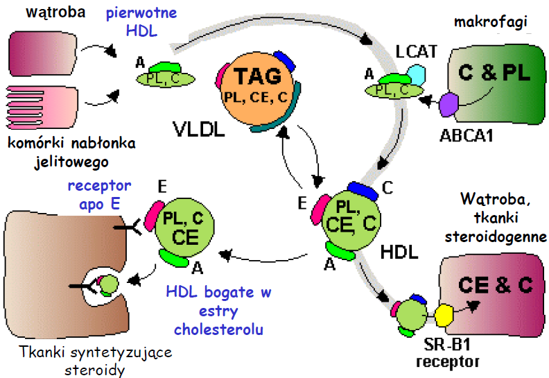 Metabolizm HDL http://www.biochemia.cm-uj.krakow.