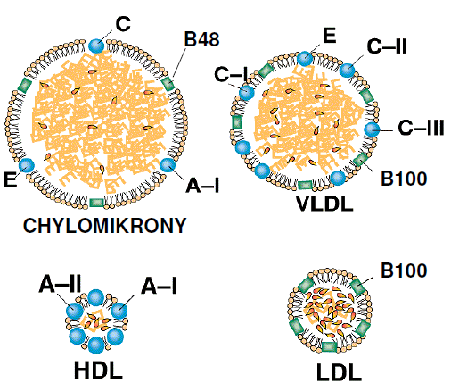 Kompleksy lipoproteinowe osocza http://www.biochemia.