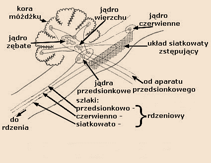 Rycina 1. Połączenia zapewniające współdziałanie móżdżku i narządu równowagi.