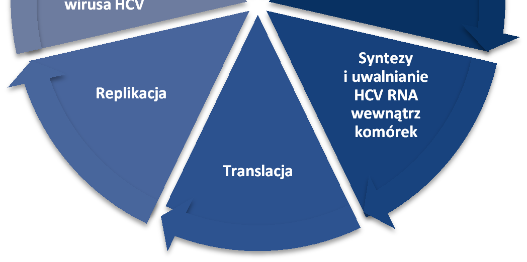 [6, 7] Wiadomo, że cykl replikacji rozpoczyna się połączeniem glikoprotein otoczki z receptorami na błonie komórkowej gospodarza.