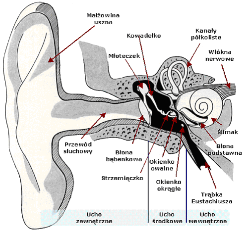 2. Oddziaływanie hałasu na organizm człowieka Negatywny wpływ hałasu na organizm człowieka dotyczy przede wszystkim narządu słuchu czyli ucha. Ucho ludzkie, którego budowę pokazano na Rys.