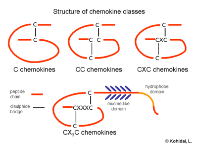 Chemokiny Podział