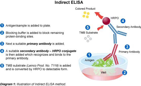 ELISA http://www.