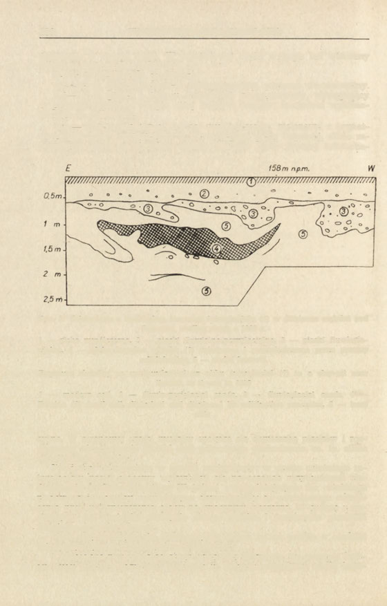 266 Władysław Karaszewski, Edward Rühle Słoniętego w brzegu Bugu. W południowej części wykopu był widoczny wówczas następujący profil (ryc.