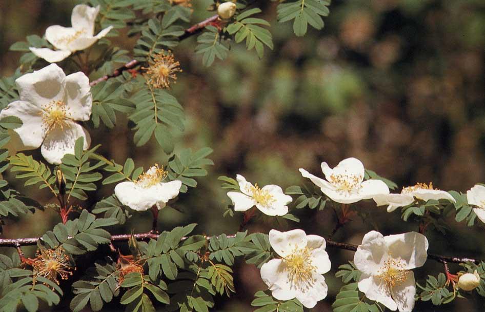 Compositae WTÓRNA korona okwiatu Campanulaceae Rosa Rosaceae Rosaceae petala dwa owocolistki i czterokrotny okwiat krzyżowych są wynikiem redukcji kwiatu pięciokrotnego działki kielicha homologiczne