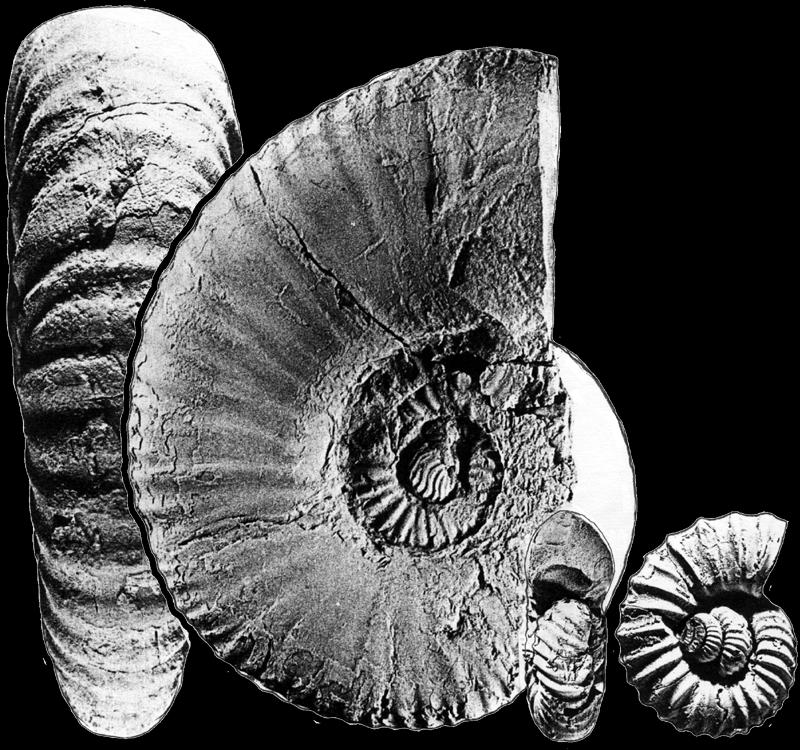 al. (1984) Leptoceras kreda 135 mln lat Wiedmann (1976) Paraspiticeras kreda 130 mln