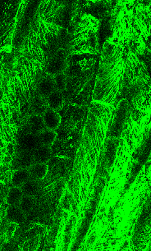 Immunocytochemia białek