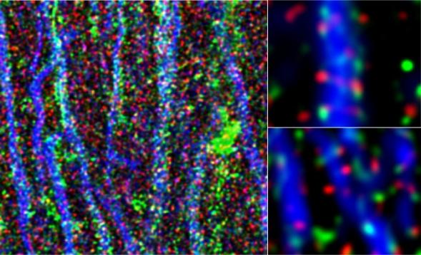 BIO-IMAGINE: BIO-Imaging in Research