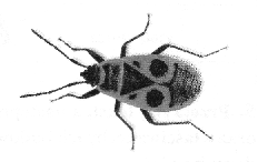 , Puls życia. Podręcznik do biologii dla gimnazjum, cz.1. Wydawnictwo Era, Straszyn k. Gdańska 2009, str. 137-147.