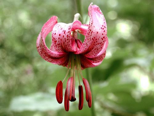 3156 lilia złotogłów (Lilium martagon L.) [1. gatunek byliny z rodziny liliowatych (Liliaceae). Występuje na części terenów Europy i Azji. 2.