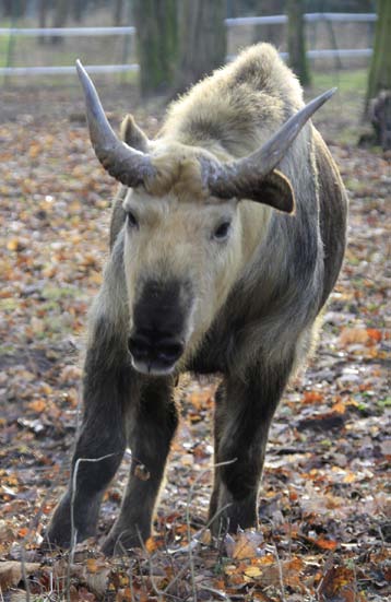 Ogród zoologiczny Stare i Nowe ZOO jest czynny 365 dni w roku, w każdą sobotę, niedzielę i wszystkie dni świąteczne! POZNAŃSKIE ZOO Co słychać w świecie zwierząt?