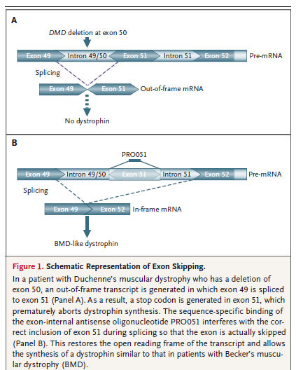 Oligonukleotydy antysensowne blokujące ekson 51 genu DMD