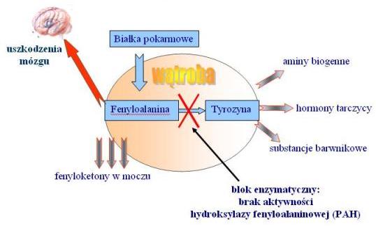 Fenyloketonuria - objawy Podstawowym objawem klinicznym obserwowanym w fenyloketonurii jest opóźnienie rozwoju psychoruchowego zauważalne już w