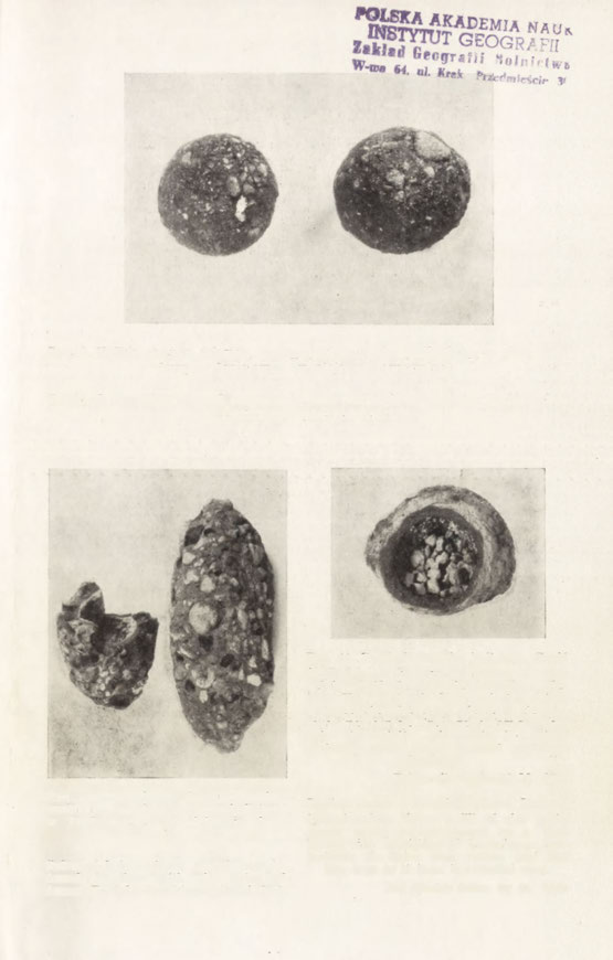 Rye. 9. Kuliste otoczaki żelaziste, występujące w piasku podścielającym glinę zwałową Pantalowice (zmniejszenie dwukrotne).