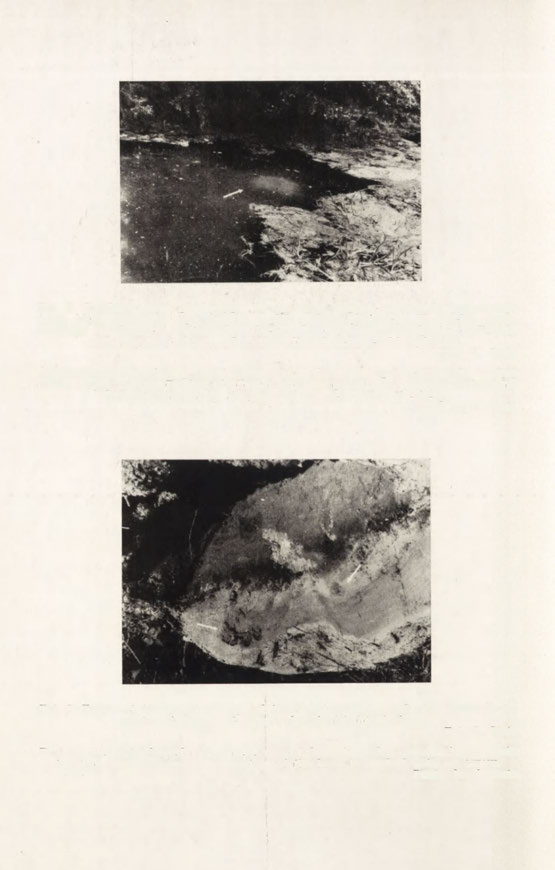 Fot. 2. Przekrój kopca piaskowego (nr la) oraz fragment przewodu pogazowego (biały kun), zorientowanego ukośnie w głąb podłoża gliniastego.