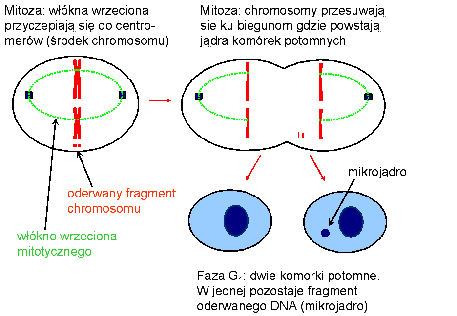 Rys. 12 Schemat cyklu komórkowego M mitoza G 0 faza spoczynku komórek zróŝnicowanych G 1 faza poprzedzająca syntezę S synteza DNA G 2 faza przygotowania do mitozy - Śmierć mitotyczna Proces podziału
