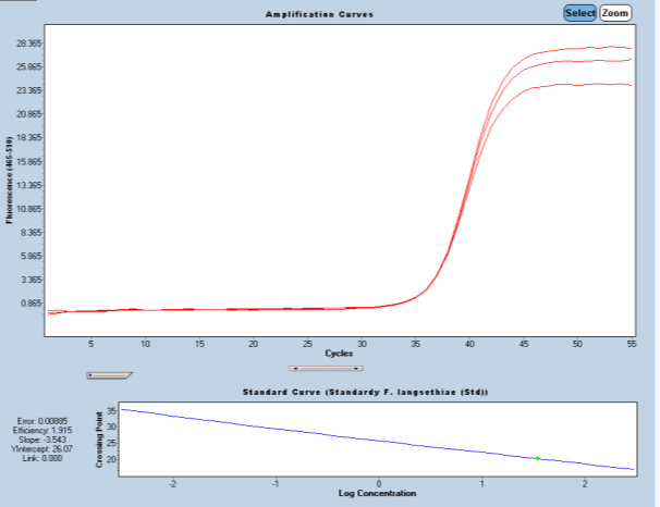 Rys. 4. Przebieg reakcji Real-Time PCR dla próby, w której wykryto F. langsethiae - jeden produkt o temperaturze topnienia ok. 84 C świadczący o obecności tego gatunku grzyba w próbie Rys. 5.