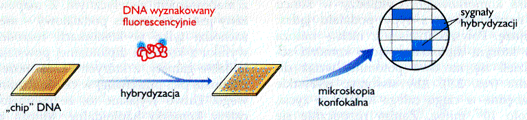 Microarray, Chip DNA, mikropanel Silikonowe płytki o powierzchni 2 cm 2 lub mniejszej, z gęsto rozmieszczonymi w znanym porządku oligonukleotydami 10 6 ASO na 2 cm 2 Testowany DNA jest amplifikowany