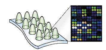 Minisequencing-arrayed primer extension (APEX)