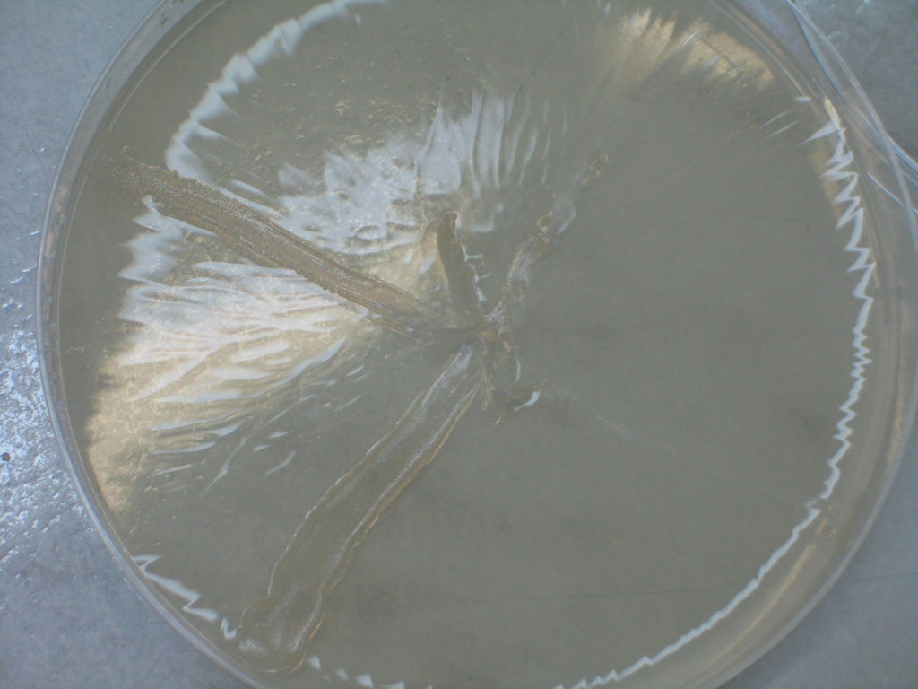 Wykonanie 1. Przygotowanie poŝywek: A. Bulion odŝywczy, B. Agar odŝywczy, C. Agar minimalny, D. Top agar, 2. Przygotowanie płynnej hodowli (hodowla Overnight), 3. Przygotowanie mieszaniny S9, 4.