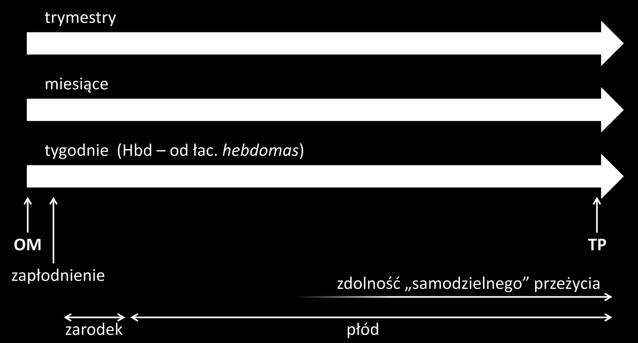 Propedeutyka diagnostyki klinicznej Konspekty wykładów i ćwiczeń (cz.8) Paulina Dumnicka 10. BADANIA LABORATORYJNE W CIĄŻY Czas trwania ciąży liczony jest od pierwszego dnia ostatniej miesiączki (OM).