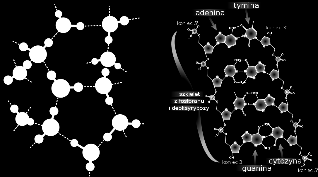 -6- I. Wstęp 1.1. Wiązanie wodorowe Wiązanie wodorowe odgrywa kluczową rolę w wielu procesach chemicznych, fizycznych i biologicznych, np.