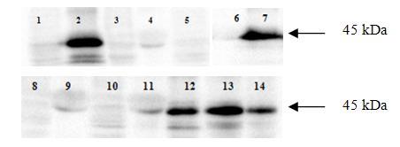 Ryc.1. Western Blot.