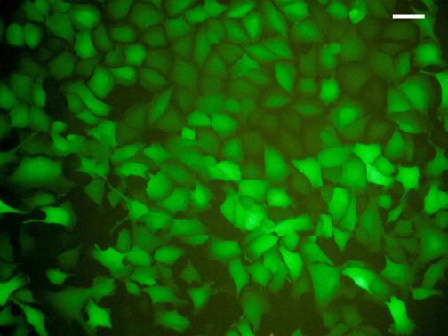 A B C Rh30GFP 93% D E F Rh30TK 78% Rycina 37. Wyprowadzone linie komórkowe Rh30GFP (A i B) oraz Rh30TK (D i E).