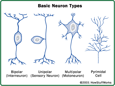 Ryc. 1 Ciała komórek nerwowych są zwykle zgrupowane razem w skupienia zwane zwojami. Zwój to zbiór ciał komórek nerwowych i neuronów pośredniczących. Mózg zwierząt ma budowę wielozwojową.