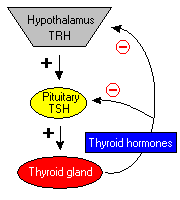 Hormony części gruczołowej przysadki Tyreotrofy Tyreotropina (TSH) Hormon glikoproteinowy Efekty biologiczne: Zwiększa masę i przepływ krwi w tarczycy Stymuluje syntezę i sekrecję hormonów