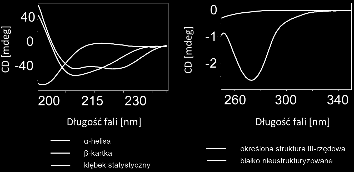 METODY BADAWCZE Ze względu na duży udział konformacji α-helikalnych w strukturze białek natywnych w badaniach agregacji śledzi się przede wszystkim przemianę α w β która jest bardzo wyraźna w widmach