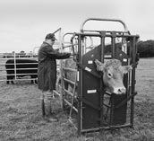 Ilustracja 83 Urządzenie selekcjonujące dla chowu pastwiskowego Bezpieczne chwytanie zwierząt na pastwisku umożliwia odpowiednie