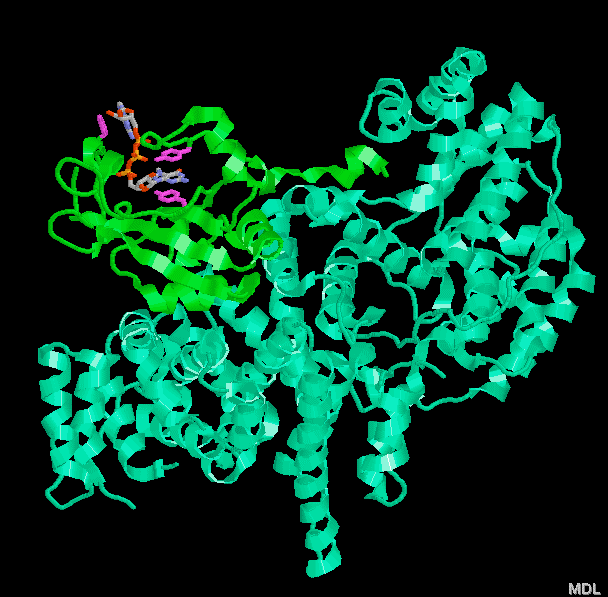 Biological