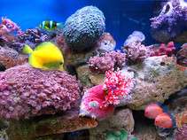 Wielka Rafa Koralowa Wielka Rafa Koralowa albo Wielka Rafa Barierowa największa na świecie rafa koralowa, położona u wybrzeży Australii.