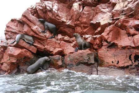 Dzień 3 Po śniadaniu przejazd do Paracas. Wycieczka na Wyspy Ballestas.