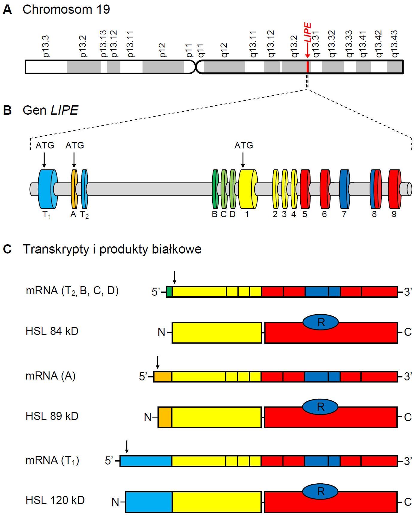 Rycina 1. (A) Lokalizacja genu LIPE oraz jego struktura, transkrypty i produkty białkowe. Schemat struktury chromosomu 19. Kolorem czerwonym i strzałką znaczono lokalizację genu LIPE.