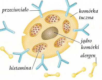 ZAKŁAD AD IMMUNOLOGII I MIKROBIOLOGII śywno YWNOŚCI