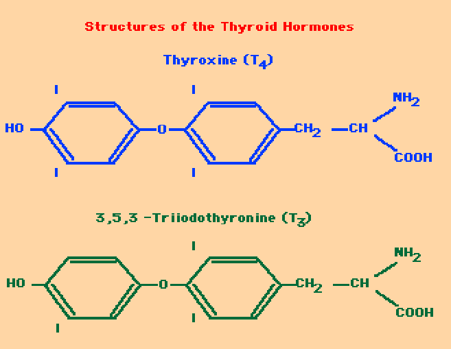 TARCZYCA T 3 - trijodotyronina T 4 - tetrajodotyronina