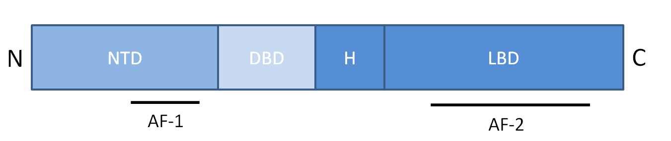 Ryc. 4 Schemat budowy receptora GR. Źródło: Zhou J, Cidlowski JA (2005) NTD- ang. amino terminal domain, domena N-końcowa, zwana również AF-1, DBD- ang.