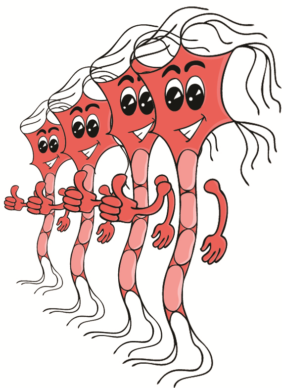 NEURONY LUSTRZANE Dziecko zostaje genetycznie wyposażone w pakiet startowy neuronów lustrzanych ale to od środowiska, w którym przebywa, zależy czy będzie miało szansę na ich uaktywnienie.