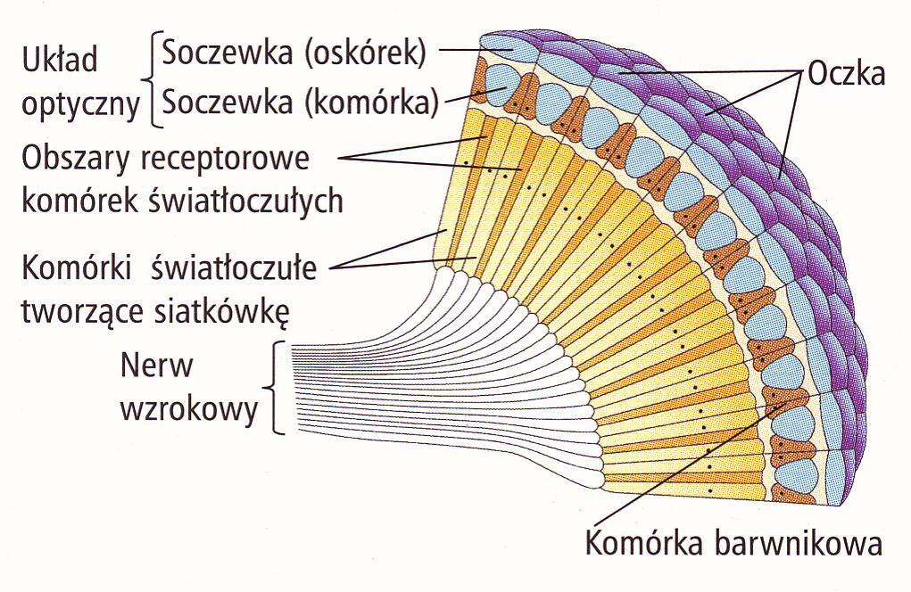 Różne rodzaje widzenia Urszula Poziomek, Włodzimierz Natorf EDUKACJA BIOLOGICZNA I ŚRODOWISKOWA 3/2013 72 CZĘŚĆ B OWAD Pytania badawcze: Czy obraz świata jaki rejestrują oczami złożonymi owady jest