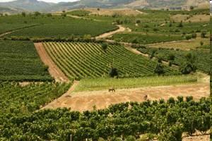Macedonia winem płynąca. Klimat i winnice Macedonia to kraj o bogatej tradycji winiarskiej, w którym wytwarza się wina o niezwykle intensywnym aromacie i bogatej barwie.