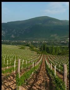 Macedonia winem płynąca. Winogrona Dwie podstawowe odmiany winorośli uprawiane w Macedonii to Vranec (czerwone winogrona) i Smederevka (białe winogrona).