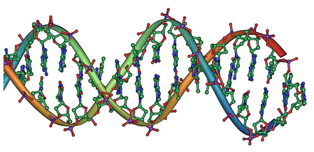 18 2 Podstawy biologiczne Rysunek 2.1: Struktura przestrzenna cząsteczki DNA. Źródło: wikimedia [http://commons.wikimedia.org/wiki/file:dna double helix horizontal.png].