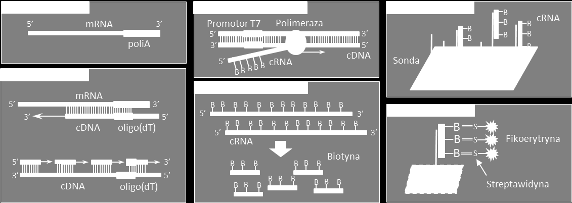 Podłoże biologiczne 3 w związku z tym, że motywy te są znacznie krótsze niż kilkuset-nukleotydowy ogon poli-a synteza następuje bardzo rzadko gdyż szansa na przyłączenie startera w taki sposób, że