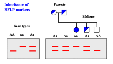 RFLP (restriction fragment length polymorphism) polimorfizm długości