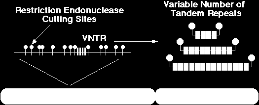 Minisatelity HaeIII 5'-GGCC-3' Fragmenty restrykcyjne zawierające VNTR duża