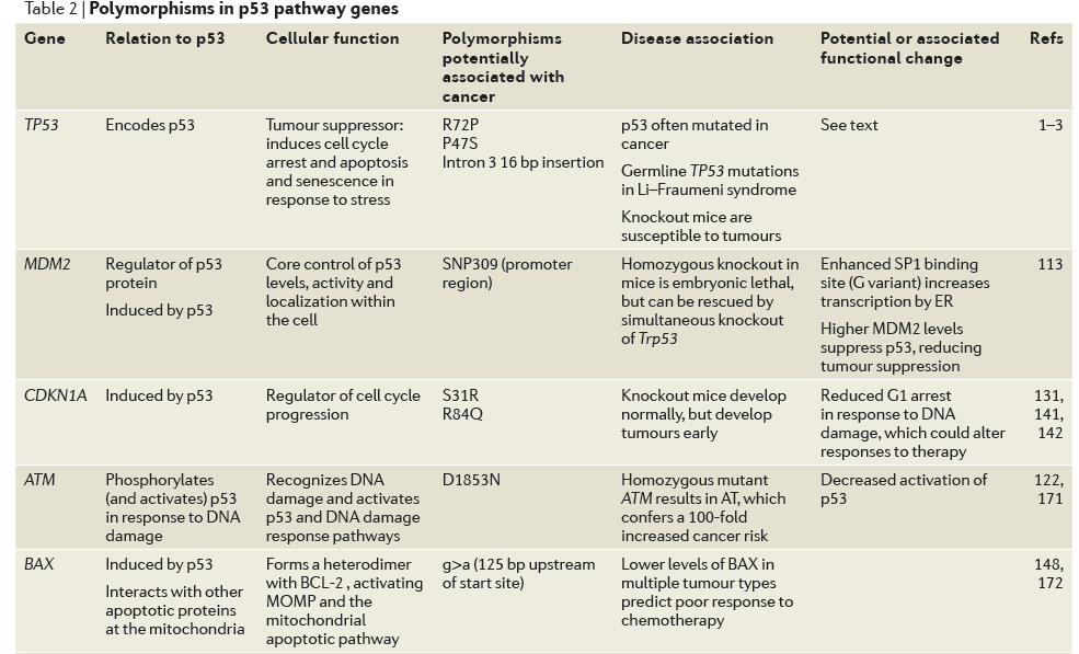 Polimorfizmy w genach szlaku p53 Whibley i